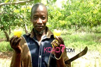 Côte dÂ’Ivoire : Des producteurs de noix de cajou préfèrent vendre aux Ghana