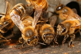 Sénégal : Des abeilles interdisent lÂ’inhumation dÂ’un cadavre au sud