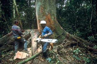 GABON : Le processus de certification du bois remis à  la page