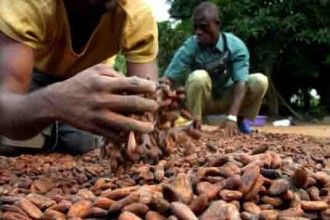 COTE D'IVOIRE: Réforme de la filière Cacao, vers la fin de la libéralisation.