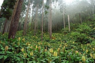 GABON : LÂ’Agence dÂ’Exécution des Activités de la Filière Forêt-Bois sera présentée ce mercredi à  Libreville
