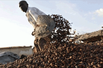 COTE D'IVOIRE: 40 milliards pour soutenir les producteurs de café cacao