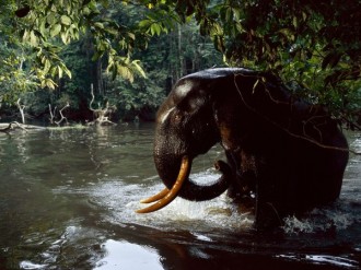 Le Gabon, 40e pays le plus écologique du monde