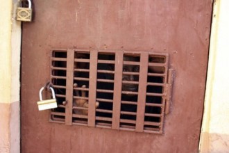 ATTAQUE DU DOMICILE D'ALPHA CONDÉ: Six personnes dont une femme d'affaire  présentées  au tribunal de première instance Dixinn