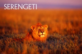 Le parc naturel du Serengeti menacé par un projet routier