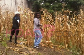 COTE D'IVOIRE : Aboutou roots pas très ecolo ! 