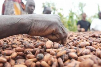 COTE D'IVOIRE: Ouverture de la campagne du Cacao, 1000Fcfa/kg bord champ!