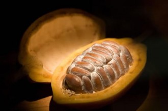 Cours des Matières Premières: Le Cacao au plus bas depuis 2 ans !