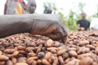 CACAO : Le Brésil suspend ses importations de Côte dÂ’Ivoire
