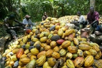 Cacao: La production ivoirienne va augmenter en 2011