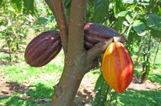 COTE D'IVOIRE: LÂ’harmattan stoppe la chute des cours du cacao