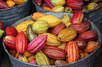 COTE D'IVOIRE : Les pros Gbagbo ACE controlent toujours le pesage du café cacao