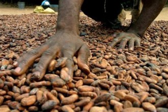 COTE D'IVOIRE : Non respect du prix bord champ du kilo de cacao, les producteurs menacent 