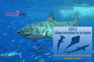 SENEGAL: Colloque International sur les Requins en Afrique de l'ouest