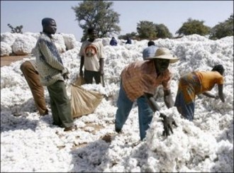 BURKINA FASO : COTON OGM: RFI crée la panique à  la Sofitex !
