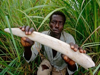 GABON : Coup de fouet à  la lutte contre le braconnage