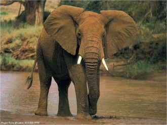 COTE D'IVOIRE: Des éléphants de retour à  Daloa?