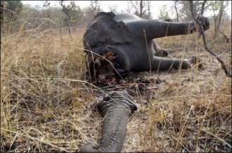 GABON : Stop à  la tuerie des éléphants !