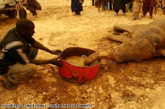 Péril environnemental : six éléphants du Gourma meurent de faim et de soif