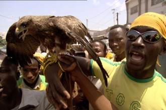 TOGO: Eperviers : Didier Six piste deux renforts