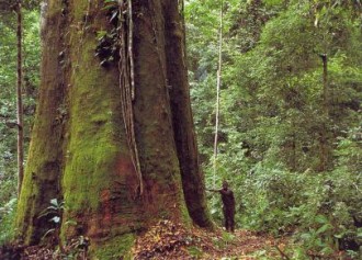 GABON : LÂ’Agence dÂ’Exécution des Activités de la Filière Forêt-Bois présente ses missions