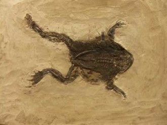 GABON : « Découverte » des plus vieux fossiles 2,1 Ga dans le Francevillien du Gabon par Abder EL ALBANI