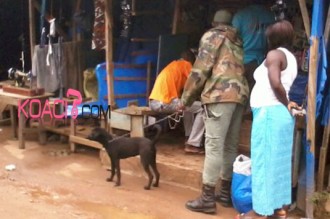 COTE D'IVOIRE: L'armée patrouille avec des chiens de compagnie ! 