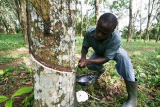 COTE D'IVOIRE : Filière hévéicole, Jean-Louis Billon dénonce l'élévation des taxes fiscales