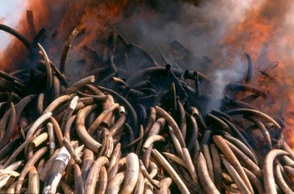 GABON : Ali Bongo va brûler un stock d'ivoire issu du braconnage