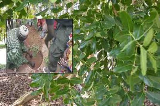 BENIN: Le cailcédrat : Une espèce végétale aux mille vertus menacée de disparition
