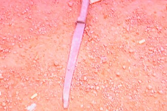 GUERRE CI: 2900 Sénégalais veulent rentrer