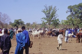 Le CSIRLT au secours du Mali en guerre contre la trypanosomiase (maladie du sommeil)