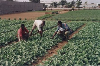 Des détenus mineurs formés aux techniques de maraîchage