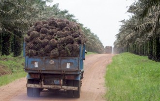 COTE D'IVOIRE: Bataille juridique entre actionnaires à  SAFIPAR, la peur s'empare des employés de Palmafrique