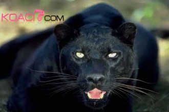 Une panthère sème la panique dans un quartier de Libreville.