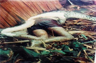 Folle rumeur sur un python anthropophage à  Lambaréné