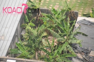 COTE D'IVOIRE: Cherté de la vie: Les plantations envahissent Abidjan