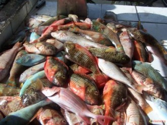 GUINEE: Importations et exportations de poissons et produits de la pêche