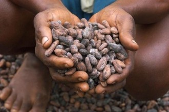PROCES FILIERE CAFE CACAO: Tapé Doh et ses camarades recouvrent la liberté provisoire