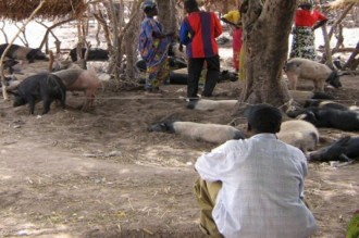 La peste porcine fait des ravages dans l'extrême-nord du Cameroun
