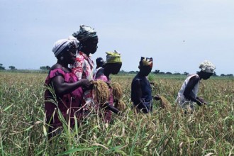 EXCLU : Des riziculteurs armés de machettes prennent d'assaut les locaux de la préfecture de Yagoua