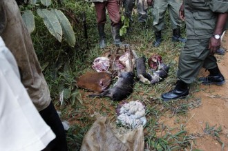 GABON: La lutte contre le braconnage et le trafic dÂ’espèces protégées devient une priorité