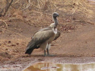 BURKINA FASO: 18 mois de prison pour un trio de trafiquants de vautours !