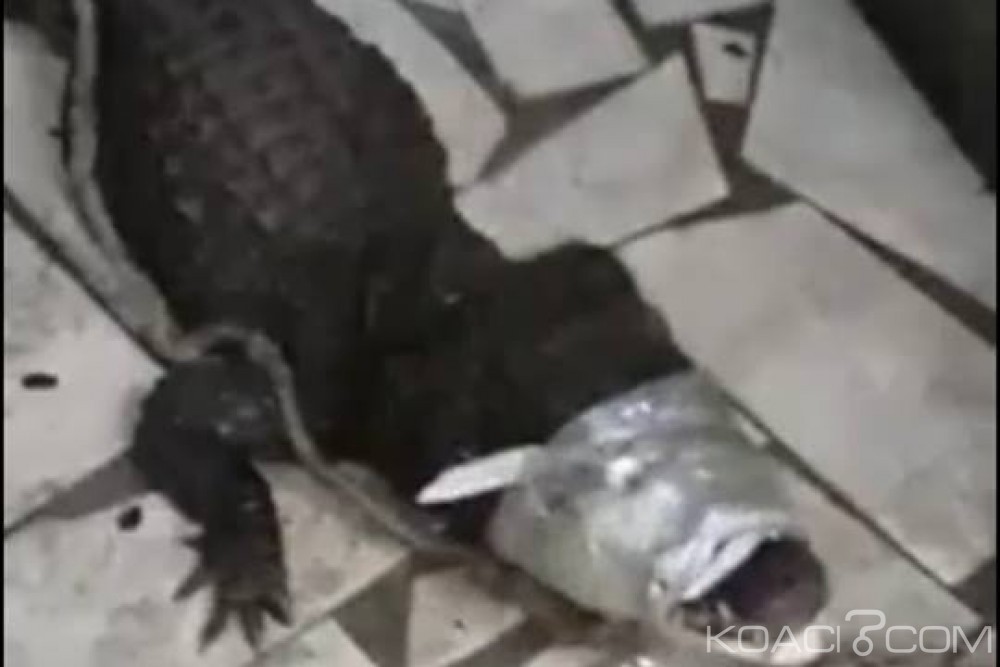 Côte d'Ivoire: Un caïman découvert dans un marché d'Adjamé