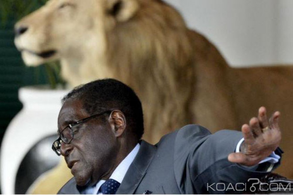 Zimbabwe : Mugabé en colère après la mort du lion Cecil : «Tous nos animaux, nous appartiennent. Ils ne devraient pas être abattus»