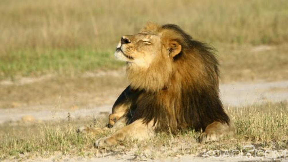 Zimbabwe: Un guide de Safari  tué par un lion au parc de Hwange