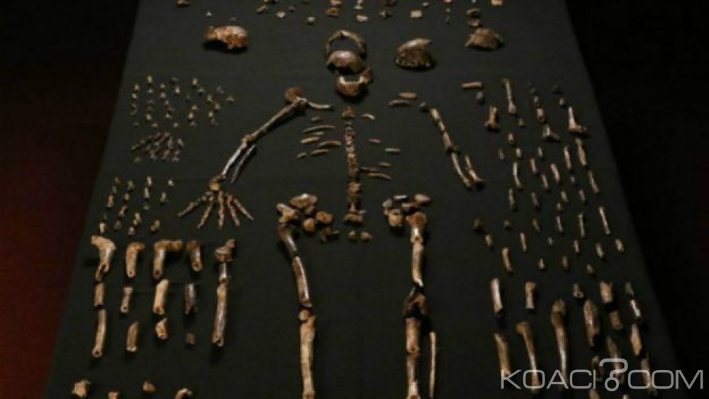 Afrique du Sud  : Découverte d' une ancienne espèce du genre humain près de Johannesburg