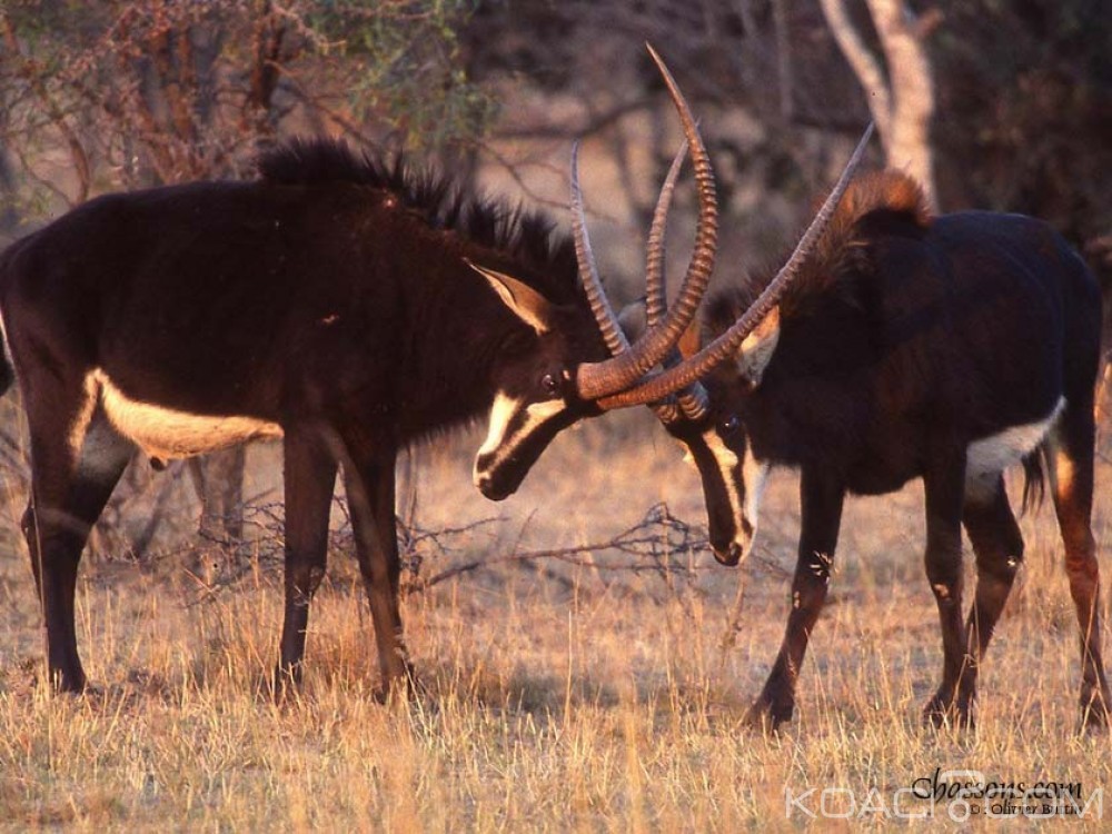 Zimbabwe : Trois sud africains arrêtés pour avoir tenté d'exporter illégalement des antilopes