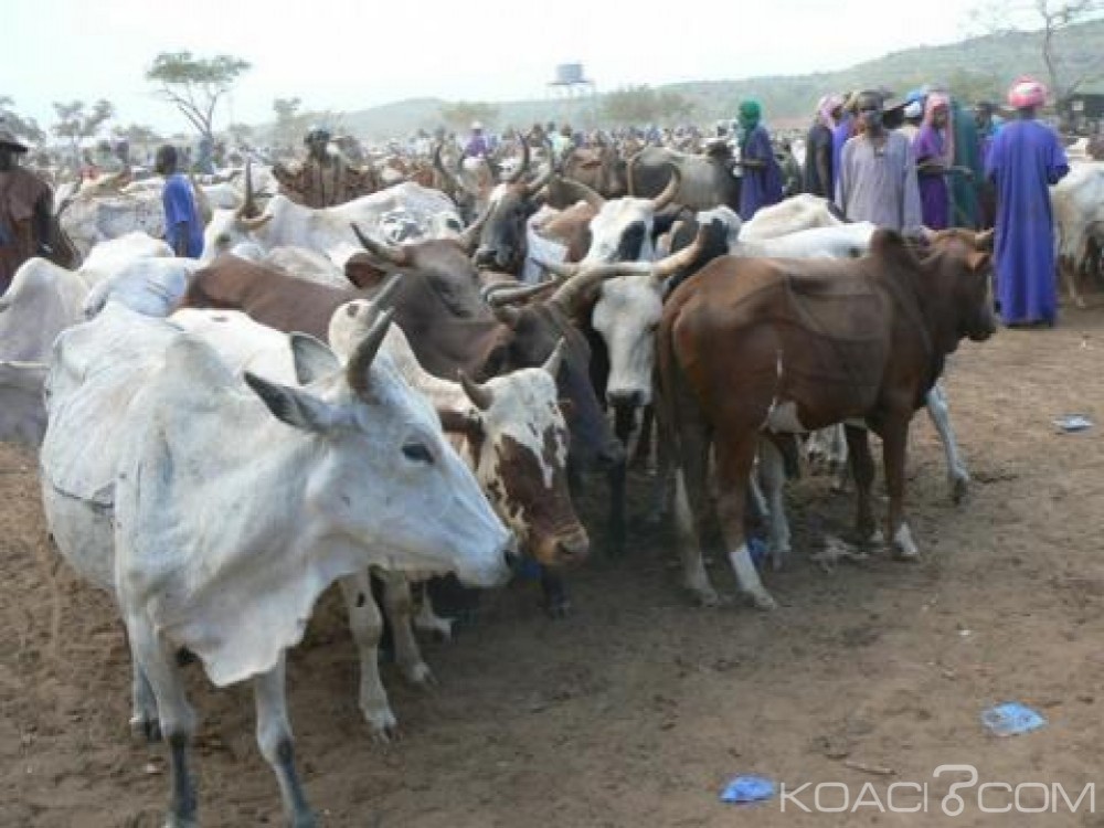 Nigeria: Quatre personnes tuées par des voleurs de bétails présumés