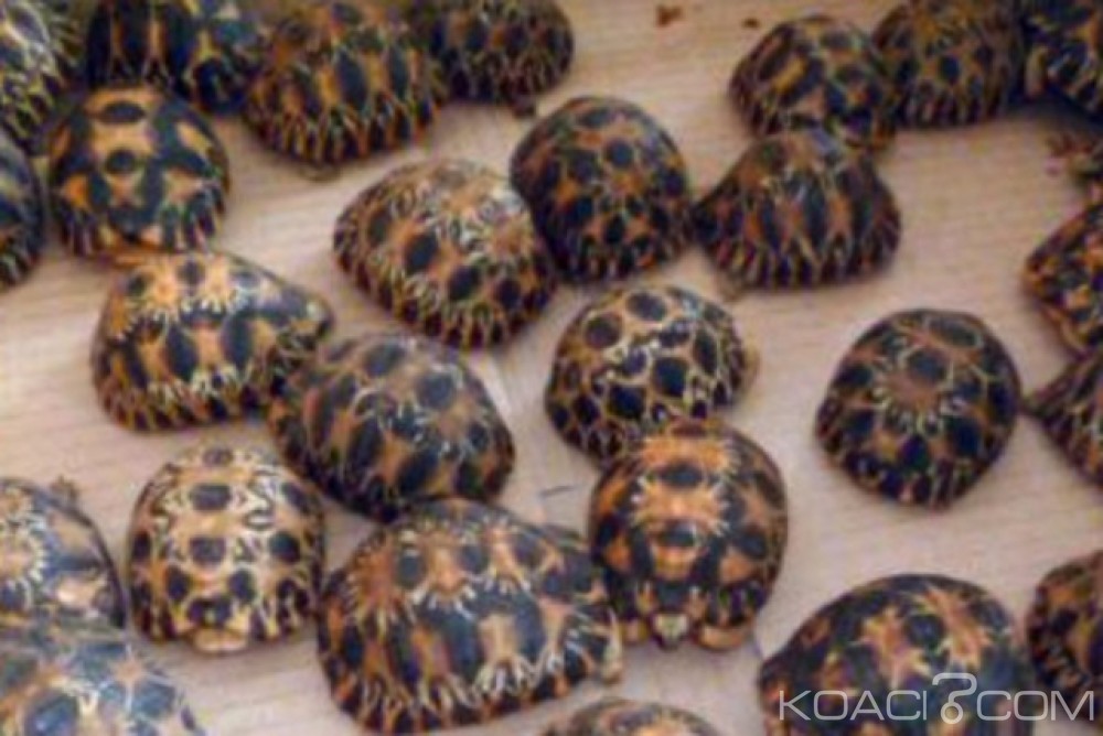 Madagascar :  771 bébés tortues  découverts dans des chaussettes à  l'aéroport